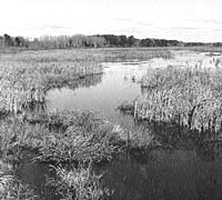 Wetlands